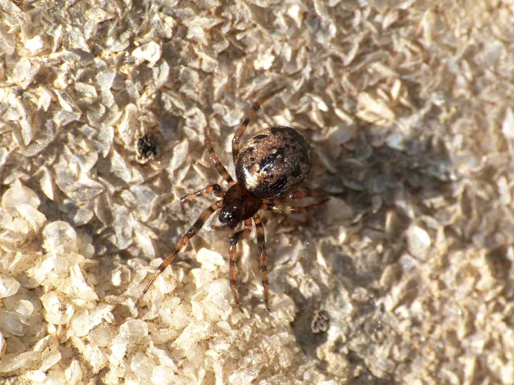 Coppia di Enoplognatha mandibularis con ospite